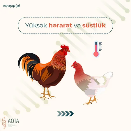 AQTA quş qripi xəstəliyi bağlı əhaliyə xəbərdarlıq edib