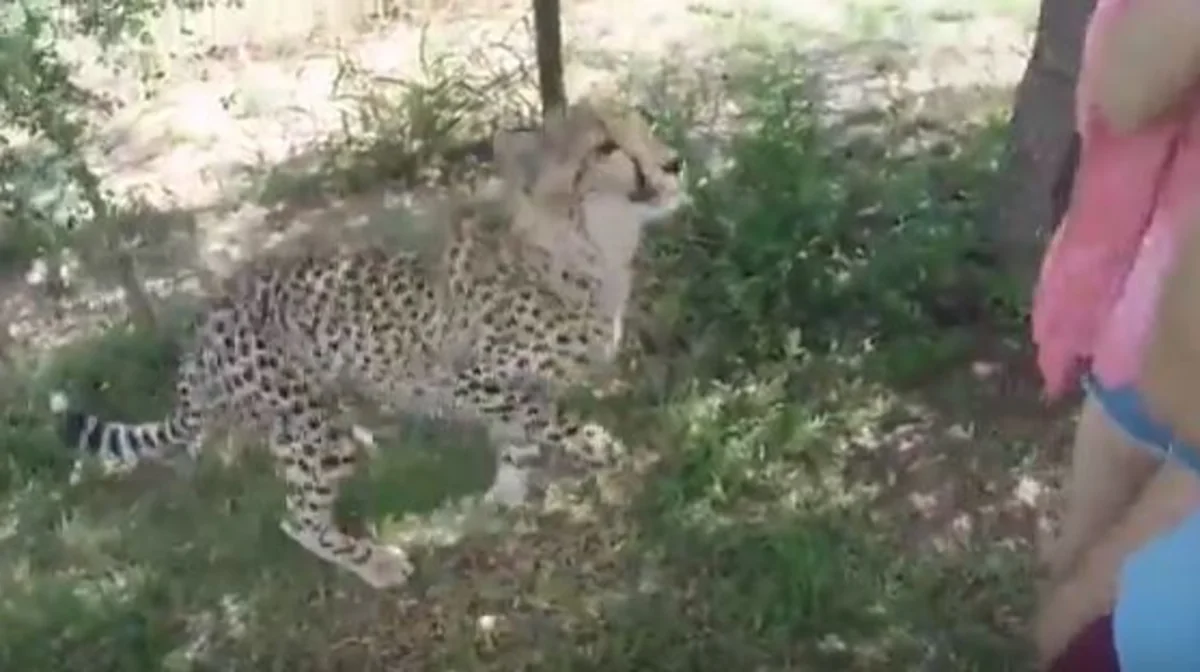 CAR-da gepard turistə hücum edib - VİDEO