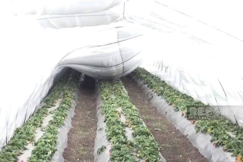 Cəlilabada yağan güclü qar çiyələk təsərrüfatlarına ziyan vurub 