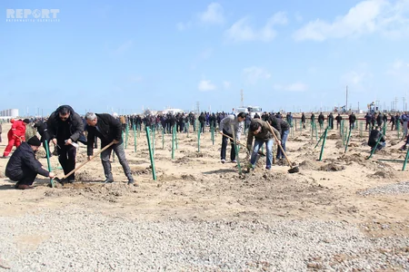 SOCAR növbəti genişmiqyaslı ağacəkmə kampaniyasına start verib - FOTOREPORTAJ
