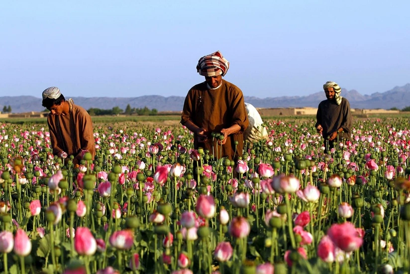 UN: Afghanistan opium poppy supply plummets 95% after Taliban ban