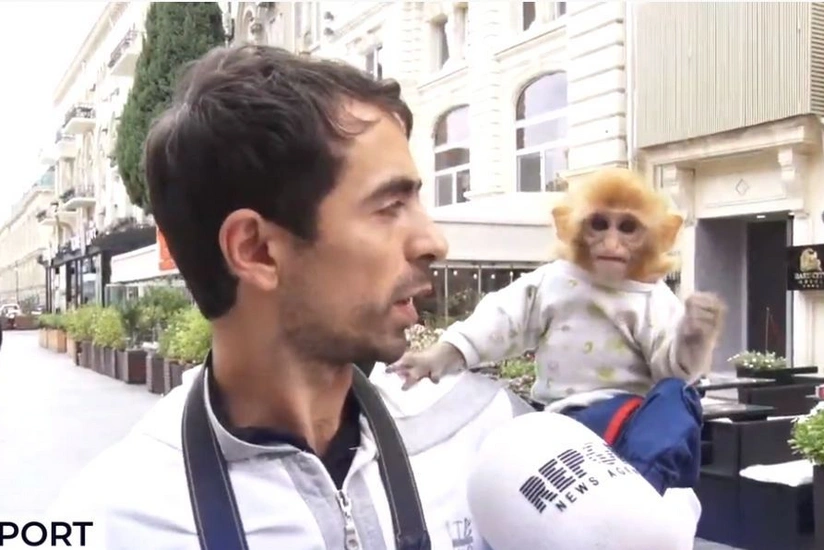 Bakının mərkəzindəki meymun insanlar üçün təhlükəlidirmi? - VİDEO