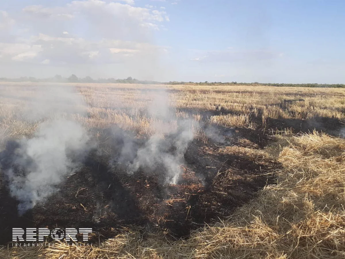 В Кюрдемире загорелось скошенное зерновое поле - ФОТО - ВИДЕО