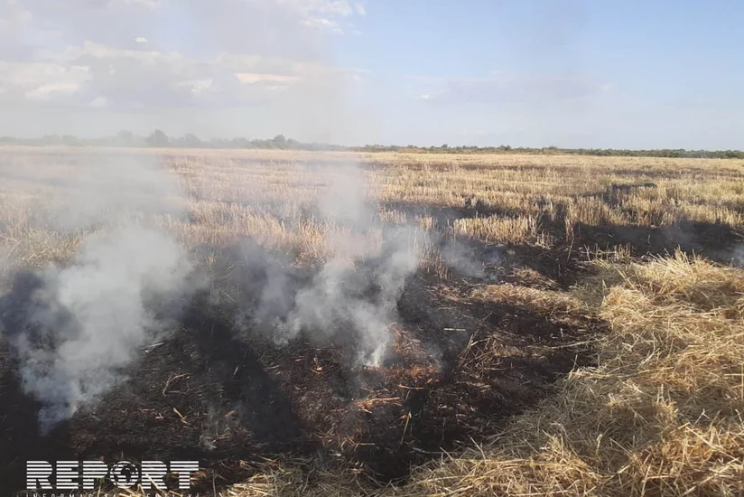 В Кюрдемире загорелось скошенное зерновое поле - ФОТО - ВИДЕО