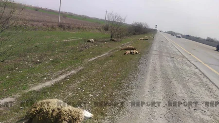 Kürdəmirdə mikroavtobus qoyun sürüsünə girib, 15 xırdabuynuzlu tələf olub