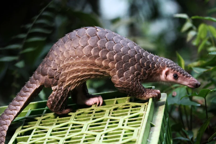 В Румынии обнаружили новый вид ящера-панголина, жившего два млн лет назад