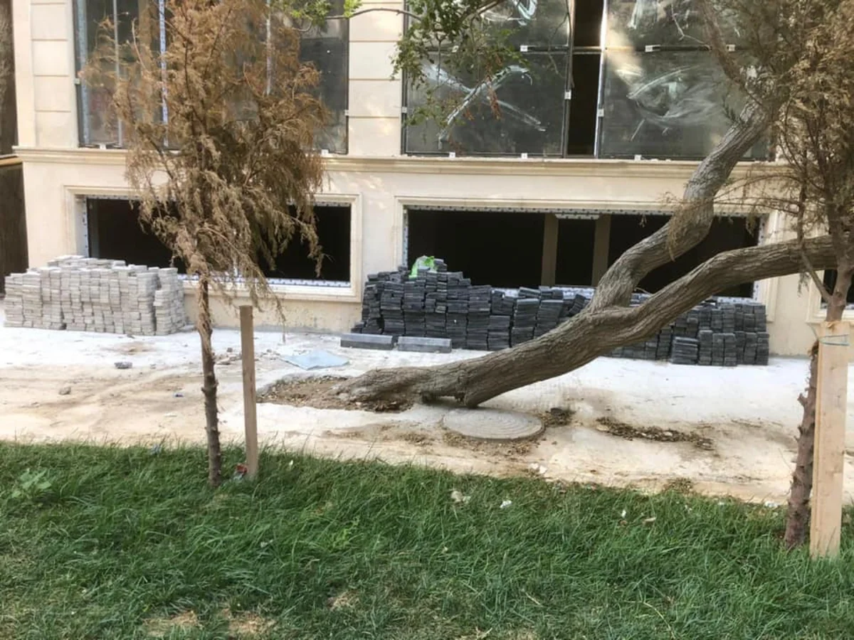Nərimanov rayonunda ağacın dibi betondan təmizlənib