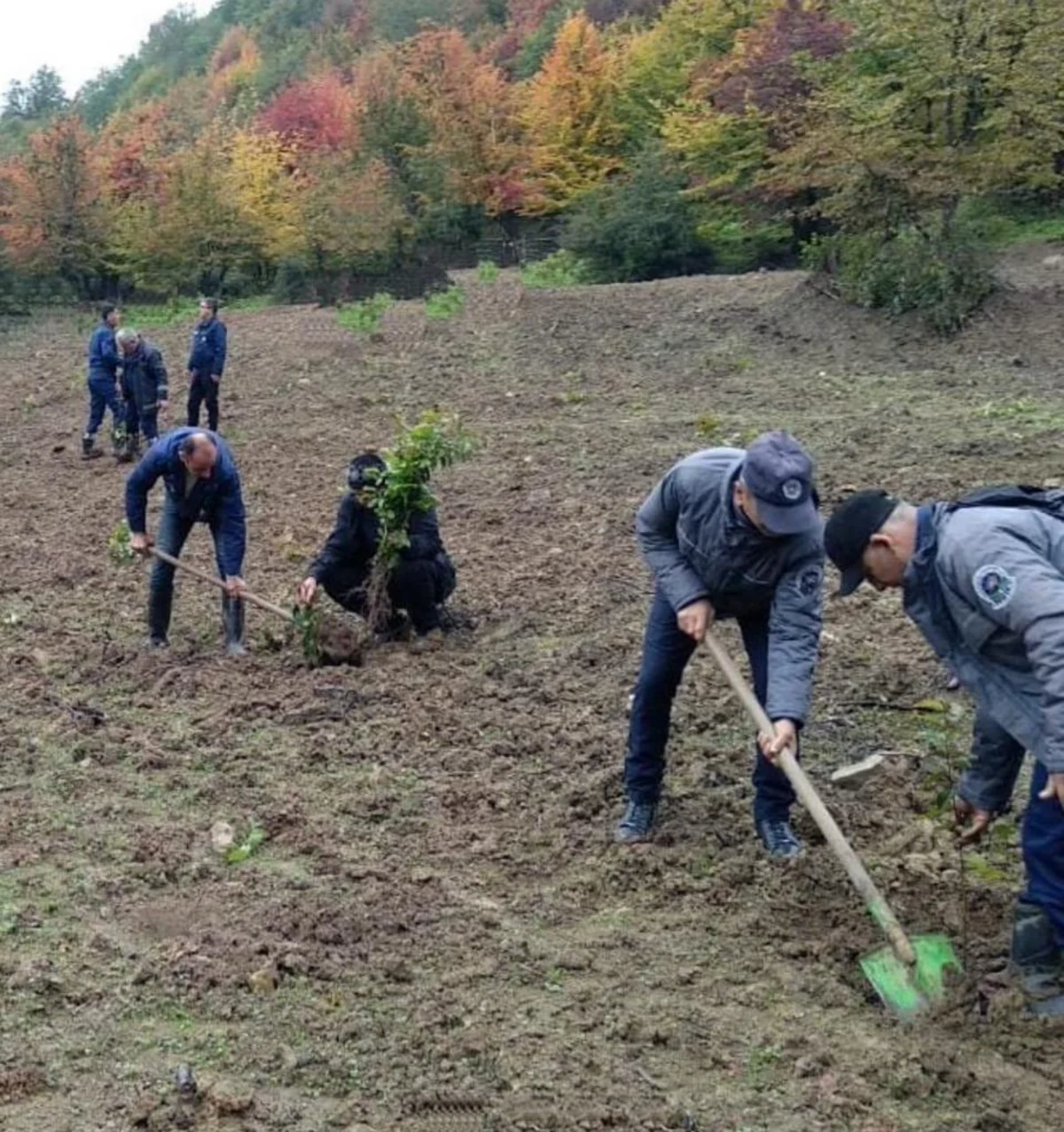 В Азербайджане с начала года посажено 1,5 млн деревьев