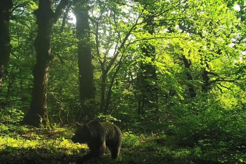 Restorandan götürülən vəhşi heyvanlar Altıağac Milli Parkına təhvil verildi