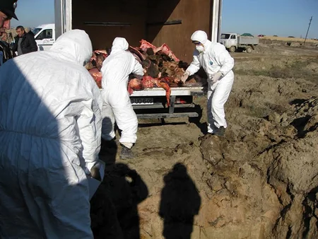 Bakıya yararsız mal ətinin gətirilməsi cəhdinin qarşısı alınıb