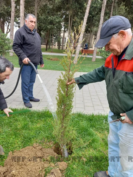 Bakıda parkda ağaclar niyə kəsilib? - AÇIQLAMA