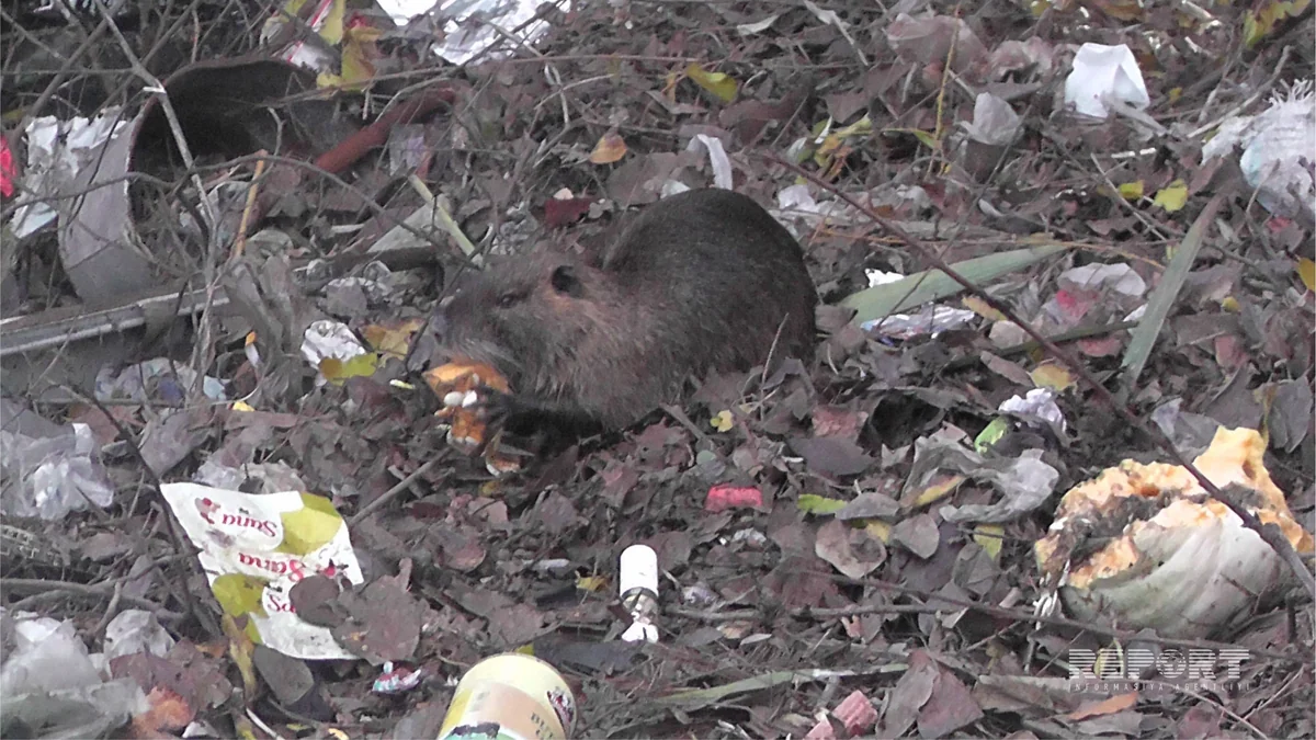 ​Xəzərin sahilində Azərbaycan üçün xarakterik olmayan heyvanlar peyda olub - FOTO