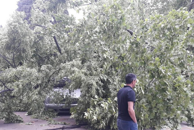 Güclü külək Bakının 6 rayonunda ağacları qırıb - FOTO