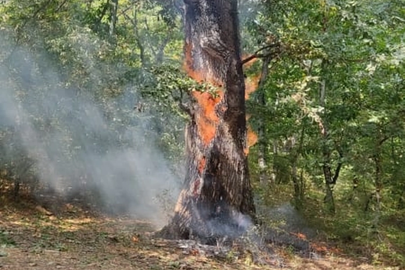Cəlilabadda ildırım meşə yanğınlarına səbəb olub