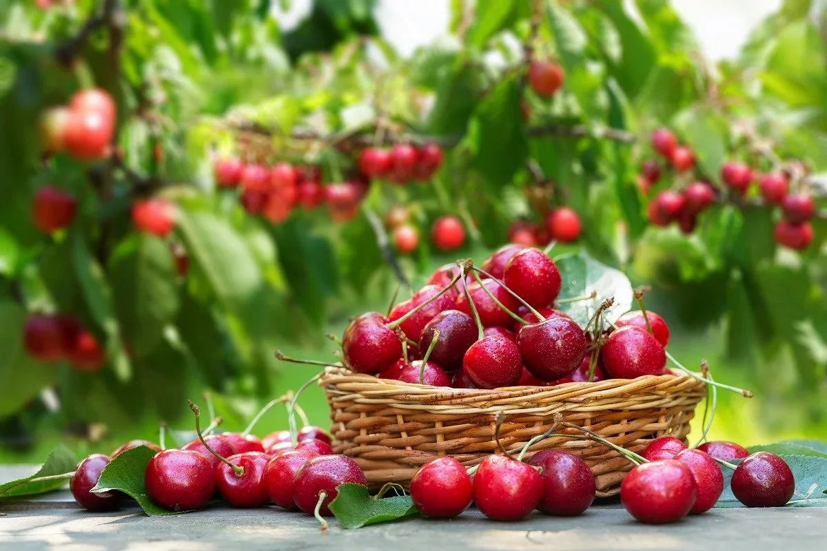 Azerbaijan resumes cherry exports to UAE