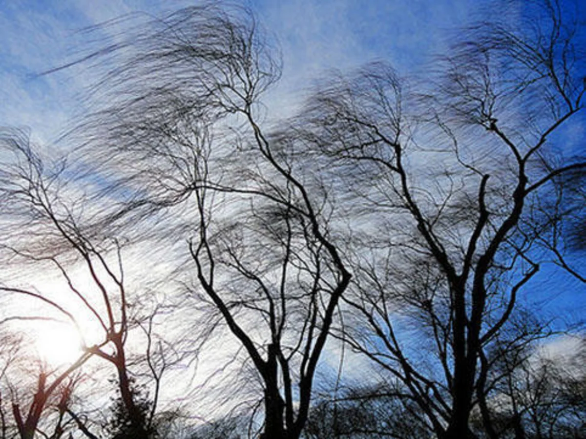 Strong wind causes complications in Tbilisi