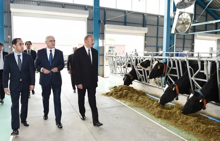 İsmayıllıda 1000 başlıq müasir heyvandarlıq kompleksinin açılışı olub