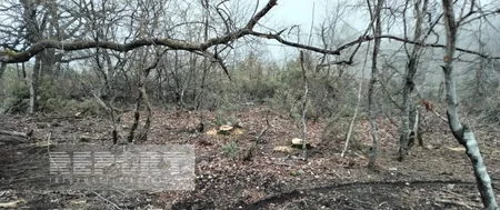 Oğuzda köhnə qəbiristanlıqlarda olan ağaclar kəsilib