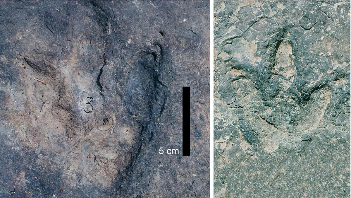Matching dinosaur footprints found on opposite sides of Atlantic Ocean