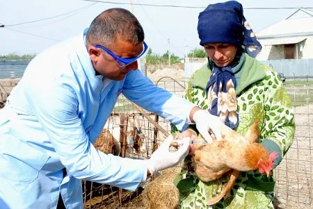 Mingəçevirdə heyvanlar arasında aparılan profilaktik tədbirlər davam etdirilir
