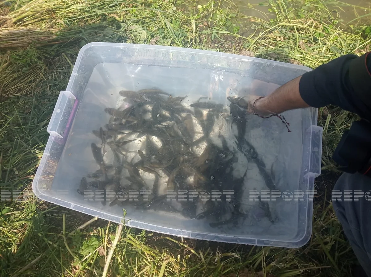 Füzulidə su anbarına balıqlar buraxıldı