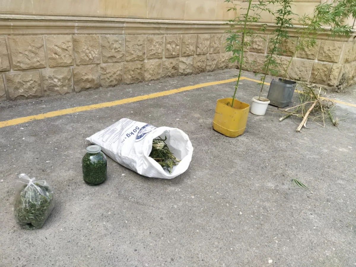 Şabranda külli miqdarda çətənə bitkiləri və marixuana aşkarlanıb