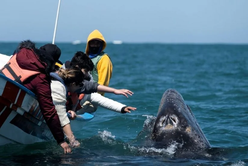 На берег Калифорнии за девять дней выбросило четырех погибших китов