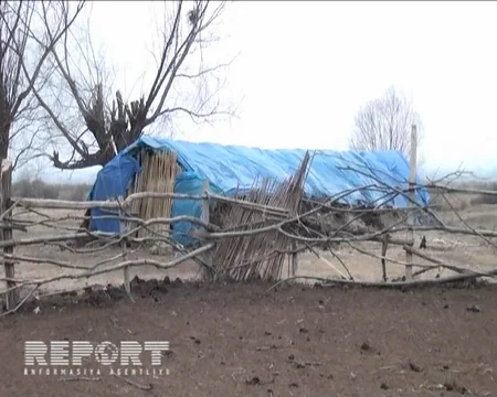 Yevlaxda canavarlar 120 baş qoyunu parçalayıblar - FOTO