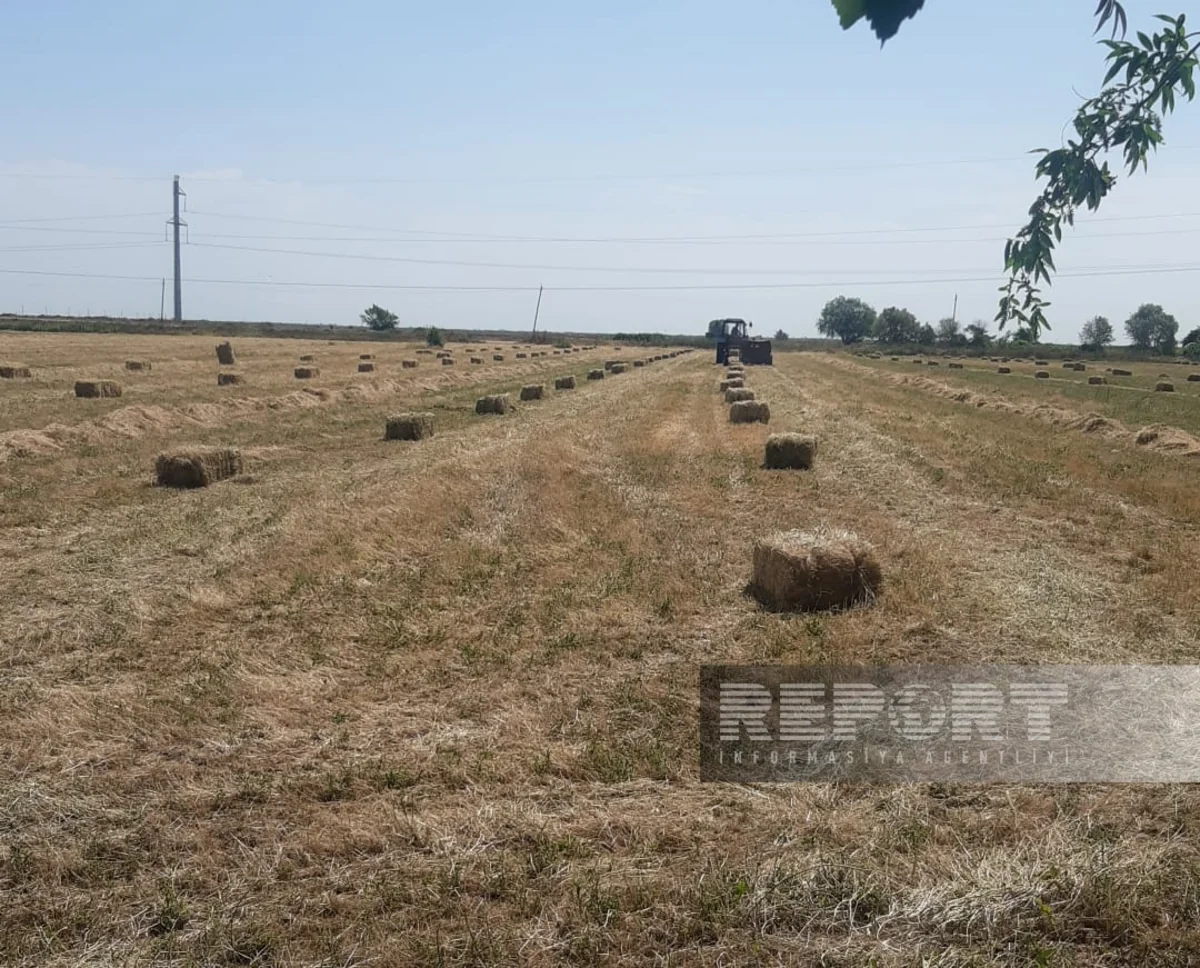 Biləsuvarda yonca bağlamaları bahalaşıb