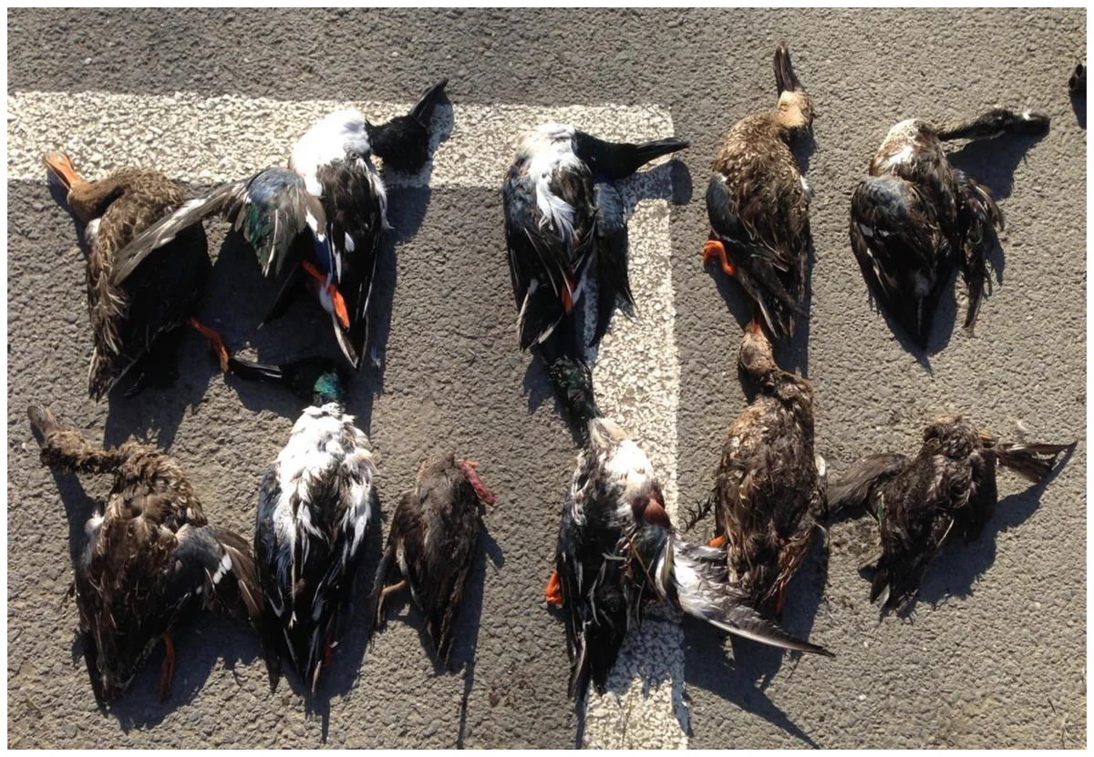 Laçın polisi qanunsuz ov edən şəxsi saxladı