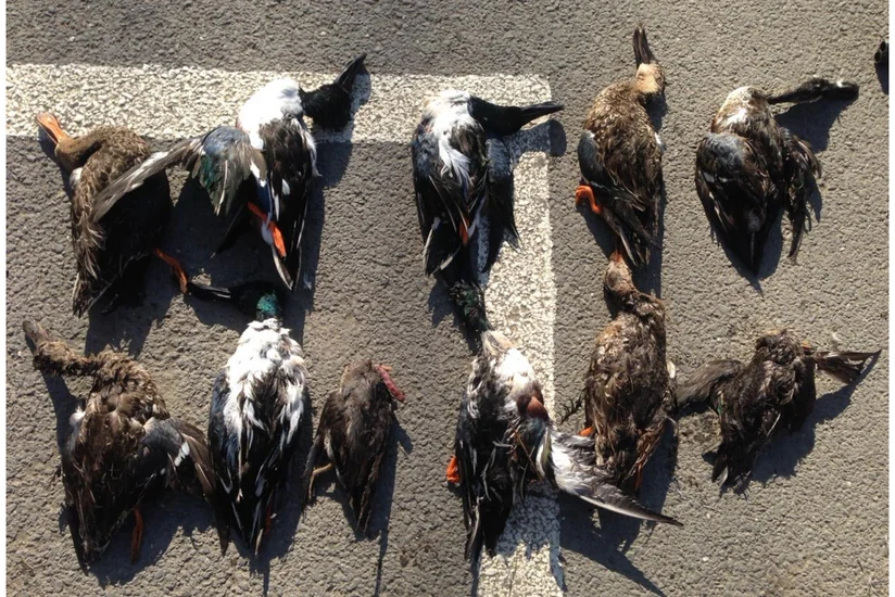 Laçın polisi qanunsuz ov edən şəxsi saxladı