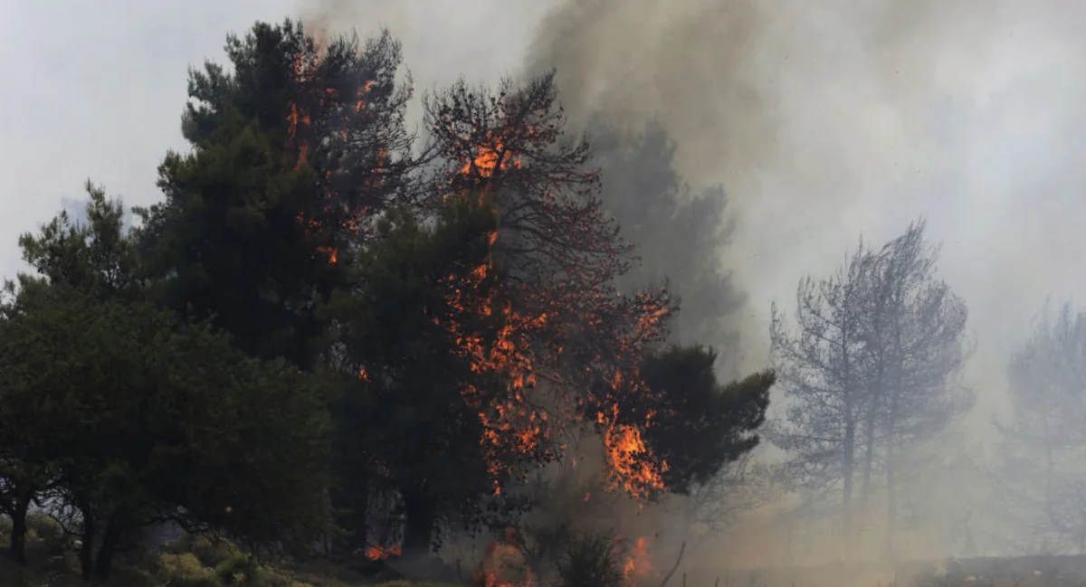 Bakıda yanğında 12 ağac məhv oldu
