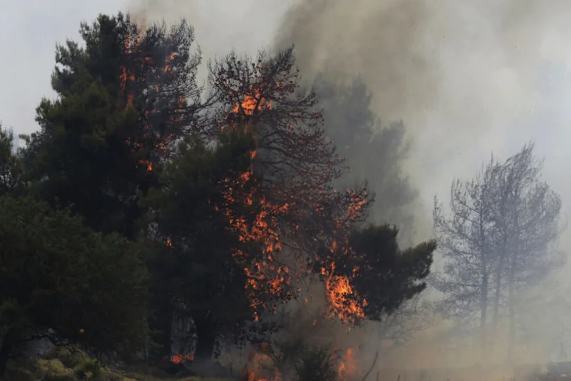 Bakıda yanğında 12 ağac məhv oldu