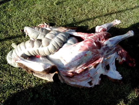 Balakəndə at ətinin satışının qarşısı alınıb