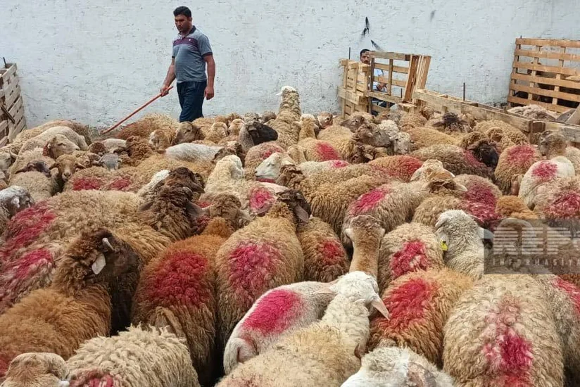 Qurban bayramı günlərində heyvanların satışı və kəsimi xidmətləri göstəriləcək ünvanlar açıqlanıb