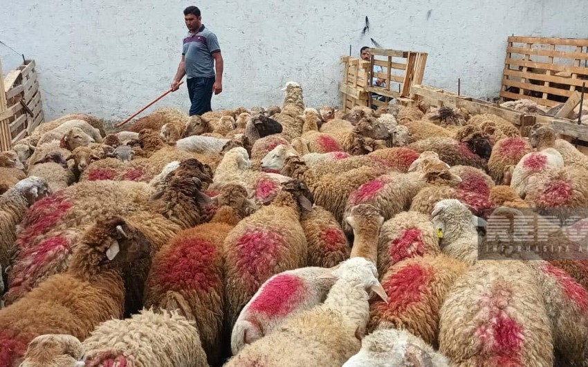 Qurban bayramı günlərində heyvanların satışı və kəsimi xidmətləri göstəriləcək ünvanlar açıqlanıb 