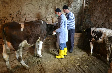Şamaxıda heyvanlar arasında xüsusi təhlükəli xəstəliklərə qarşı aparılan profilaktik tədbirlər davam etdirilir