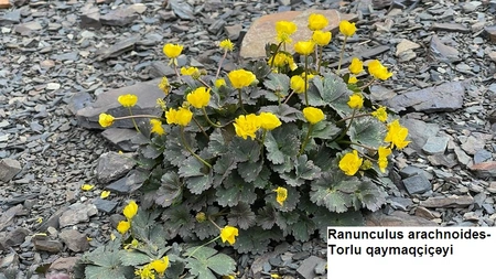 Quba və Qusarda nadir bitki növləri tədqiq edilib