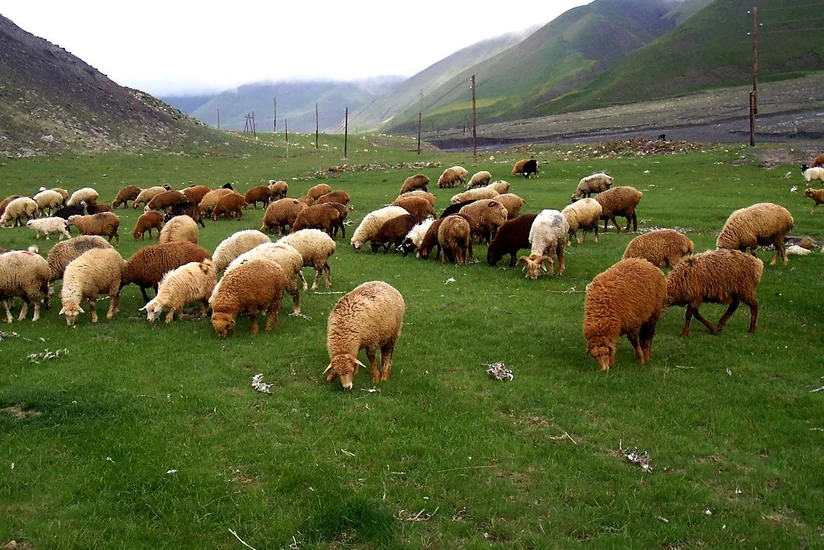 Salyanda 143 baş qoyun oğurlanıb