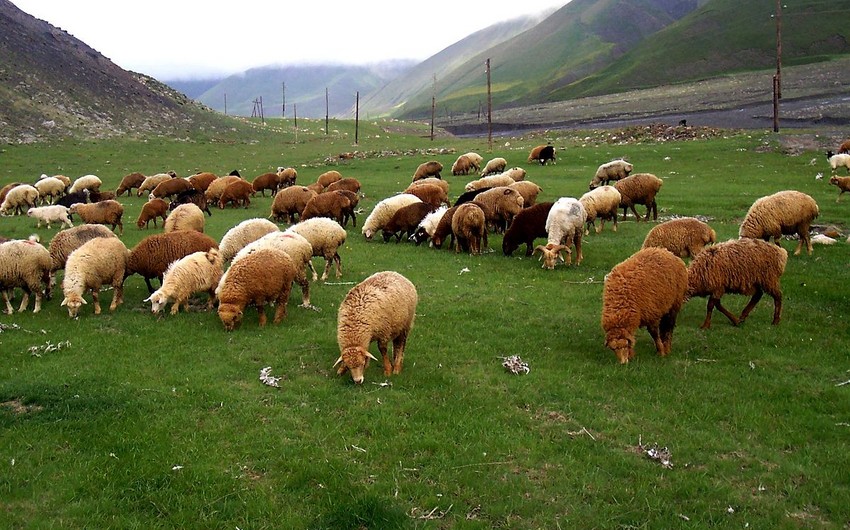 Salyanda 143 baş qoyun oğurlanıb