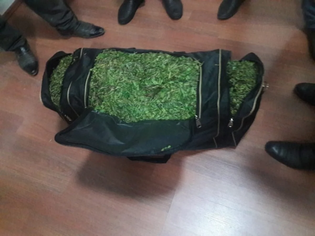 Bərdə və Yevlaxda 10 kiloqramdan çox marixuana dövriyyədən çıxarılıb