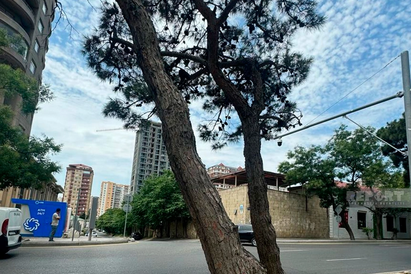 Bakı Dövlət Sirkinin qarşısındakı qurumuş ağaclar müvafiq ekspertiza rəyi əsasında götürülüb