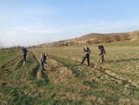 Zəngilanda növbəti ağacəkmə tədbiri keçirilib