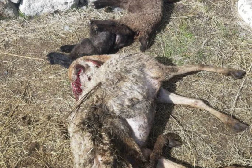 Ağdaşda xırda buynuzlu heyvanlar arasında tələfat olub - VİDEO - YENİLƏNİB