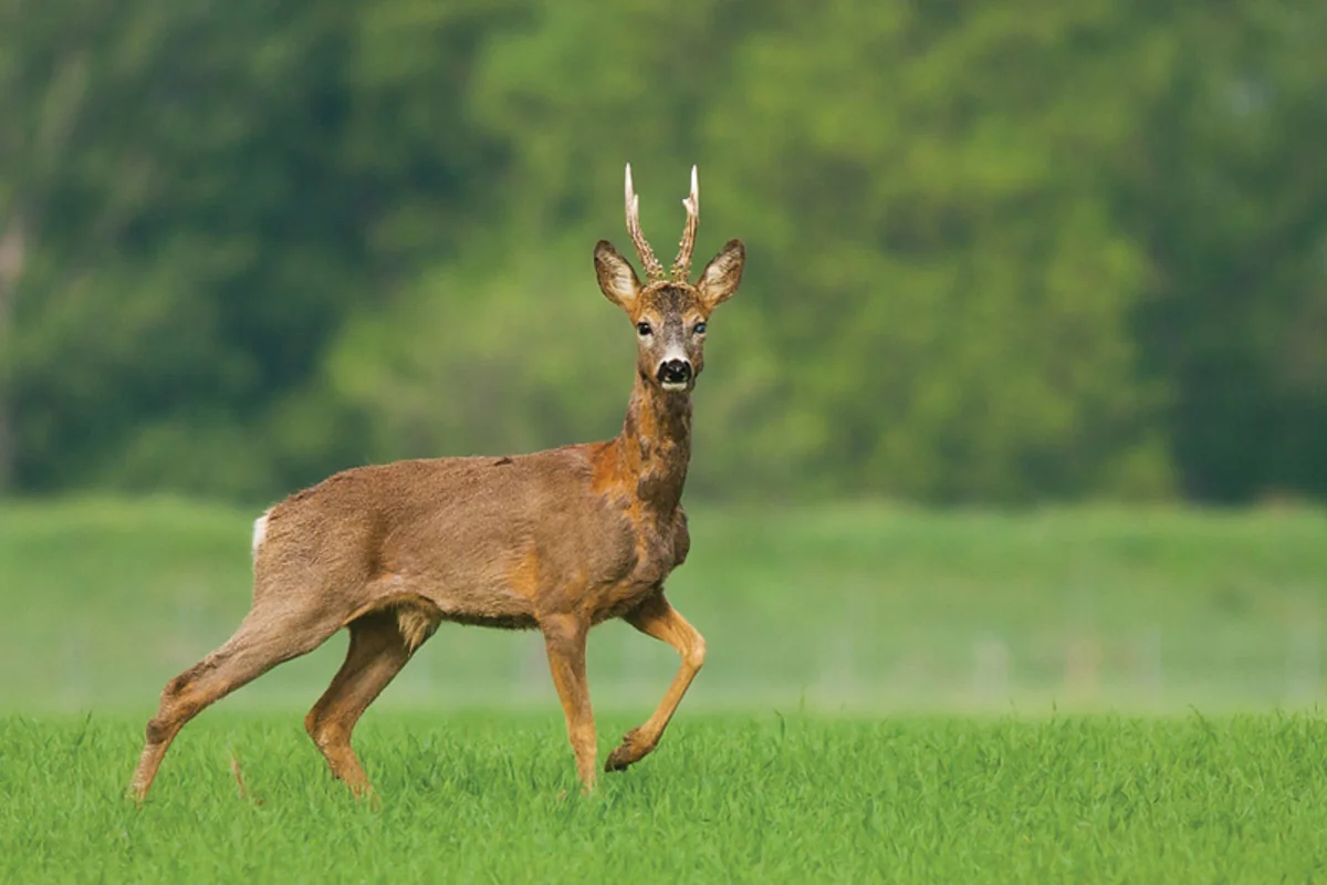 WWF: Yaxın gələcəkdə onurğalı heyvanların 67 faizi yox ola bilər
