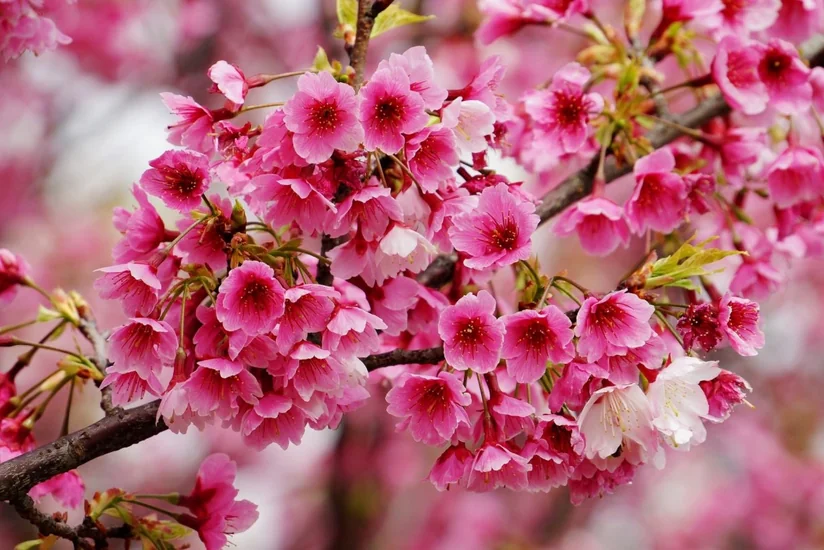 Cherry blossom season may bring $4.7B to Japan’s economy