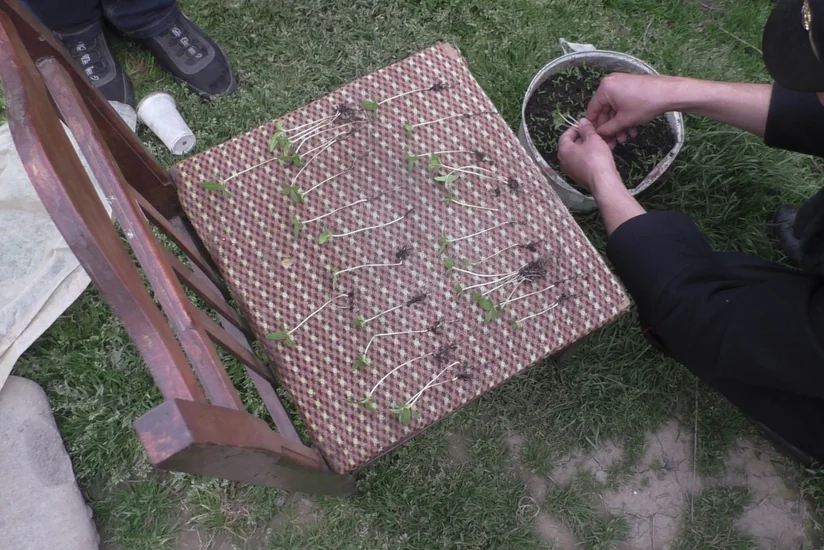 Balakəndə istixanada narkotik yetişdirən keçmiş məhkum saxlanıldı