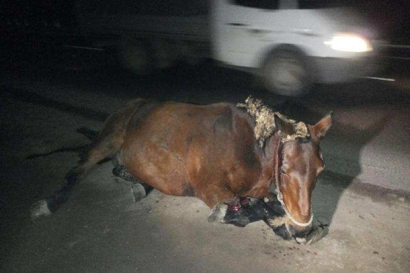 Cəlilabadda avtomobilin vurduğu atlı xəstəxanada ölüb - YENİLƏNİB