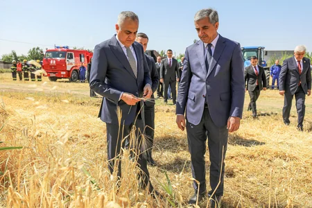 Naxçıvanda taxıl biçininə başlanılıb