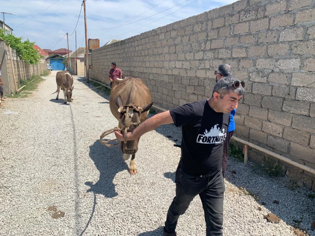 Bu il 604 nəfər mühacir könüllü olaraq Avropadan Azərbaycana qayıdıb